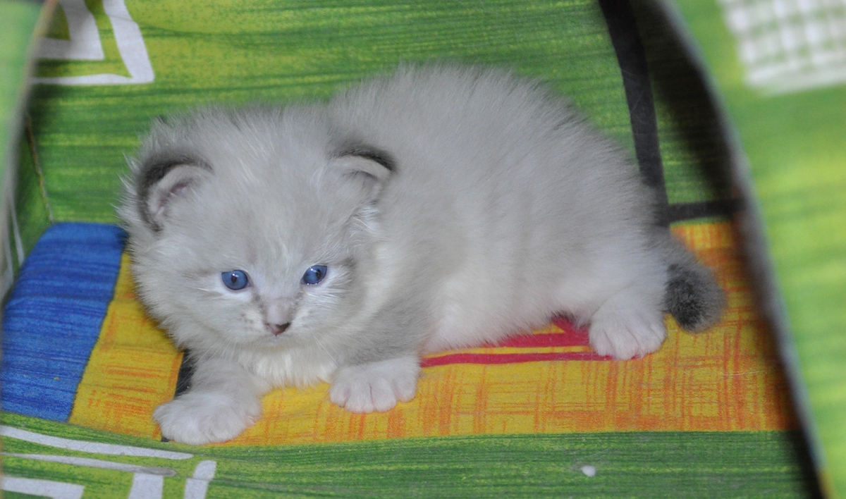 �������� ���������