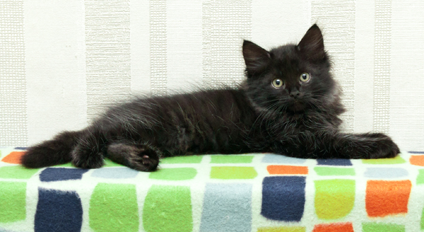 ������ ���������