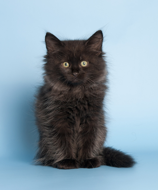 ������ ���������