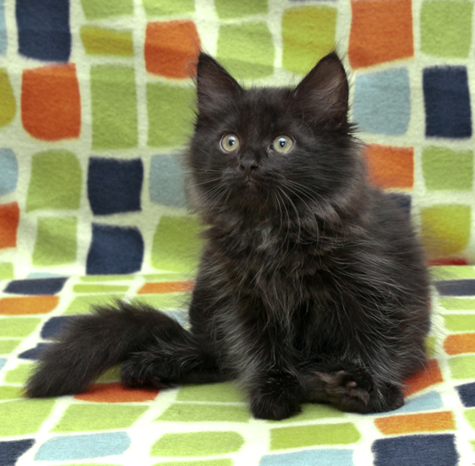 ����� ���������