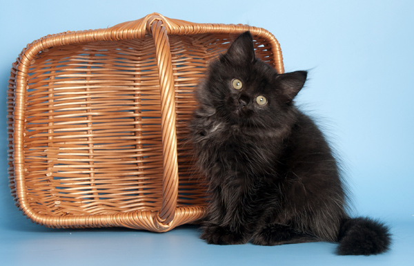 ����� ���������